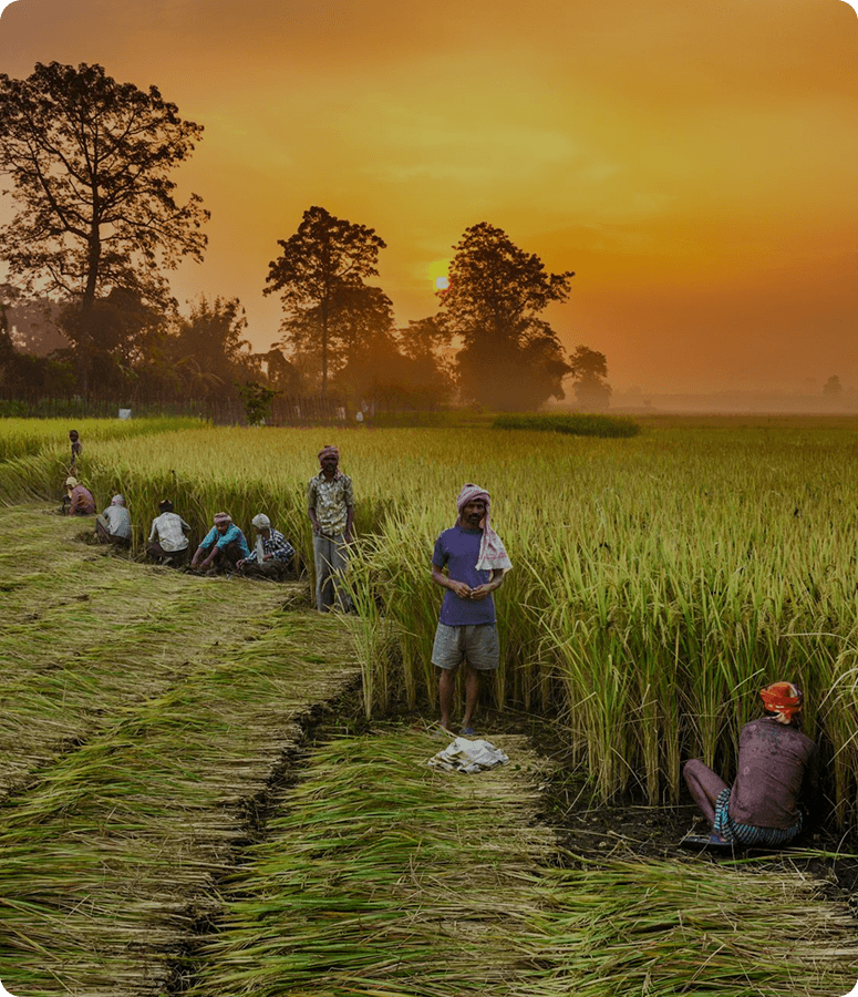 Farmers working in a field
