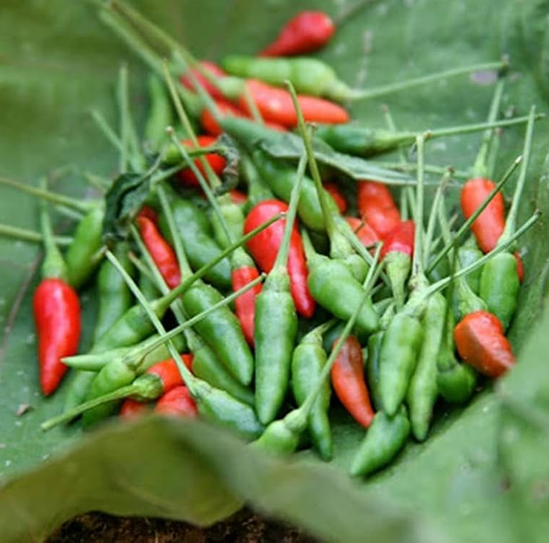 Chilli