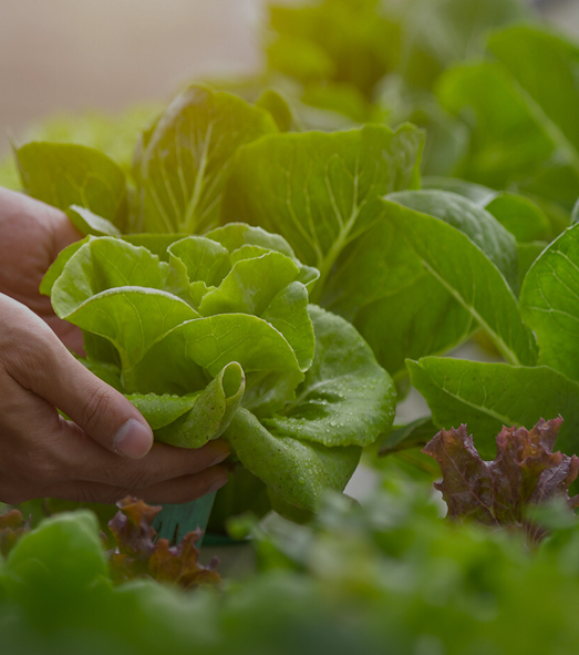 Natural Vegetables